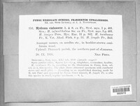 Bankera violascens image
